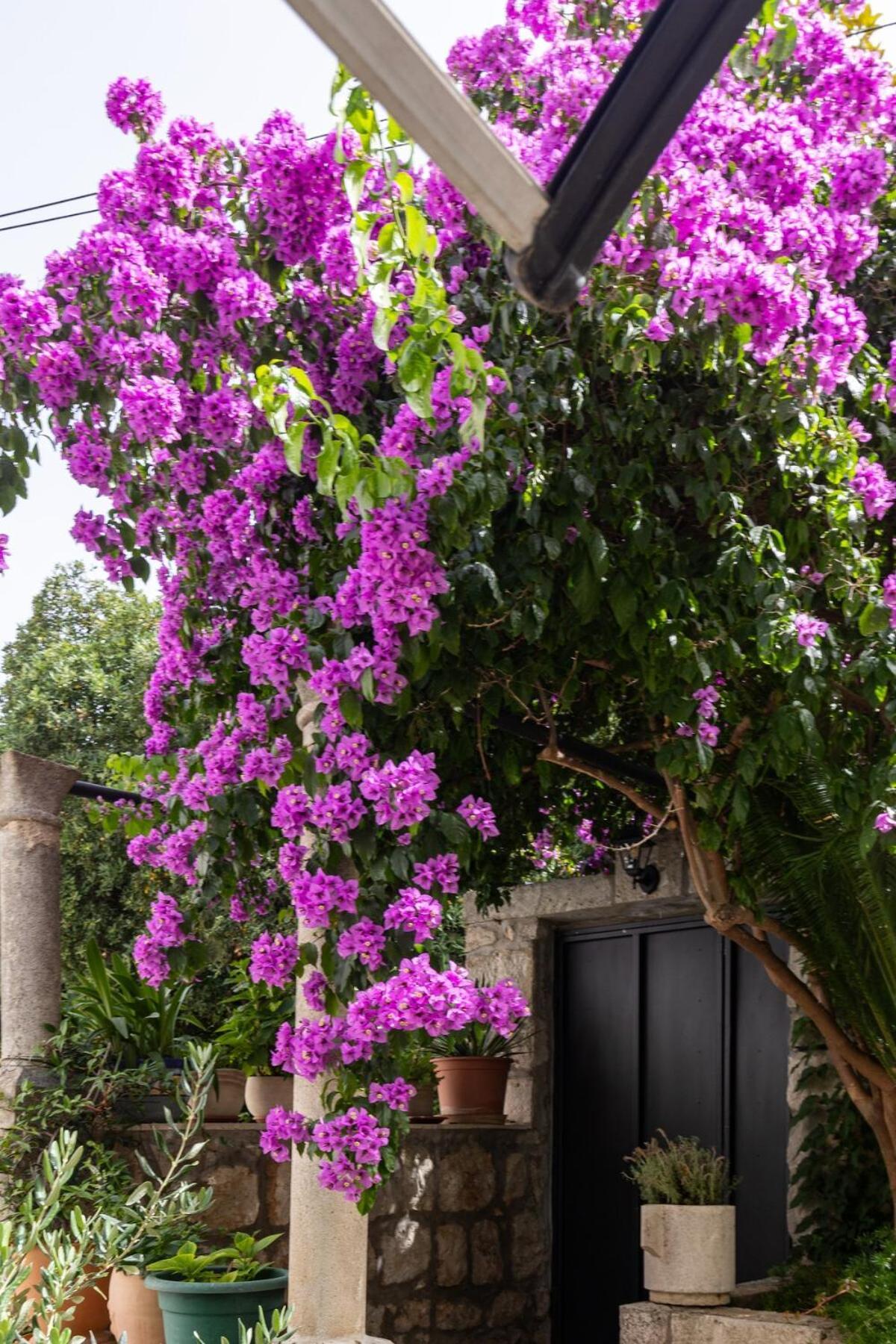 San Giorgio Apartman Dubrovnik